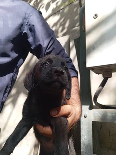 pure labra puppy for sale