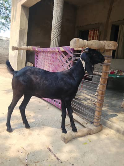 Dasi bakri for sale