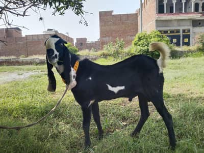 Breader Bakra