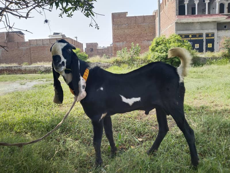 Breader Bakra 0
