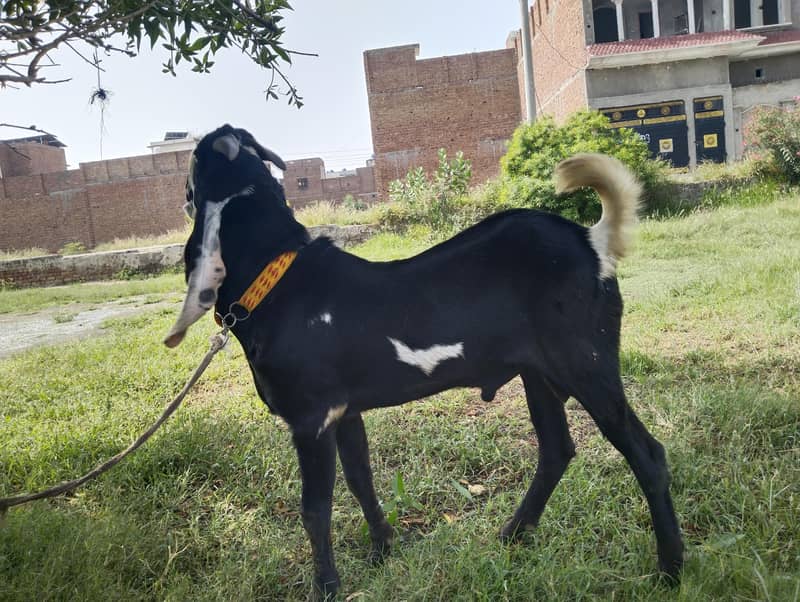 Breader Bakra 1