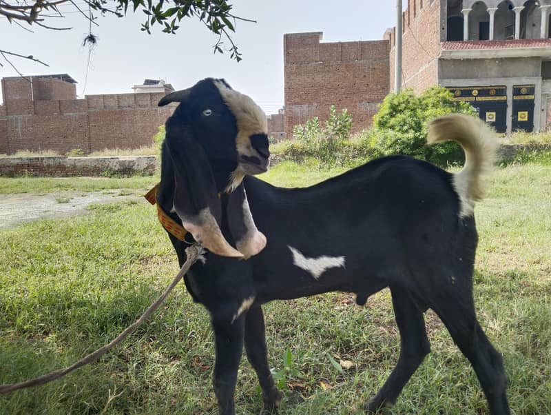 Breader Bakra 2