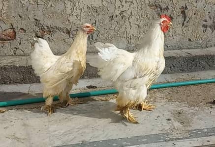 White Heavy Buff Pair 03204143422