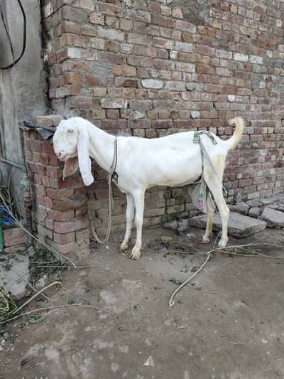 rajanpuri gulabi bakri