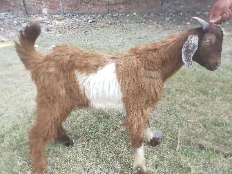 sadka bakra service — photo 3