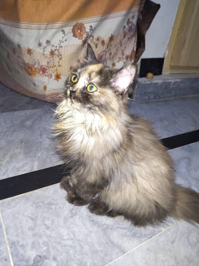 persian fluffy triple coat cat