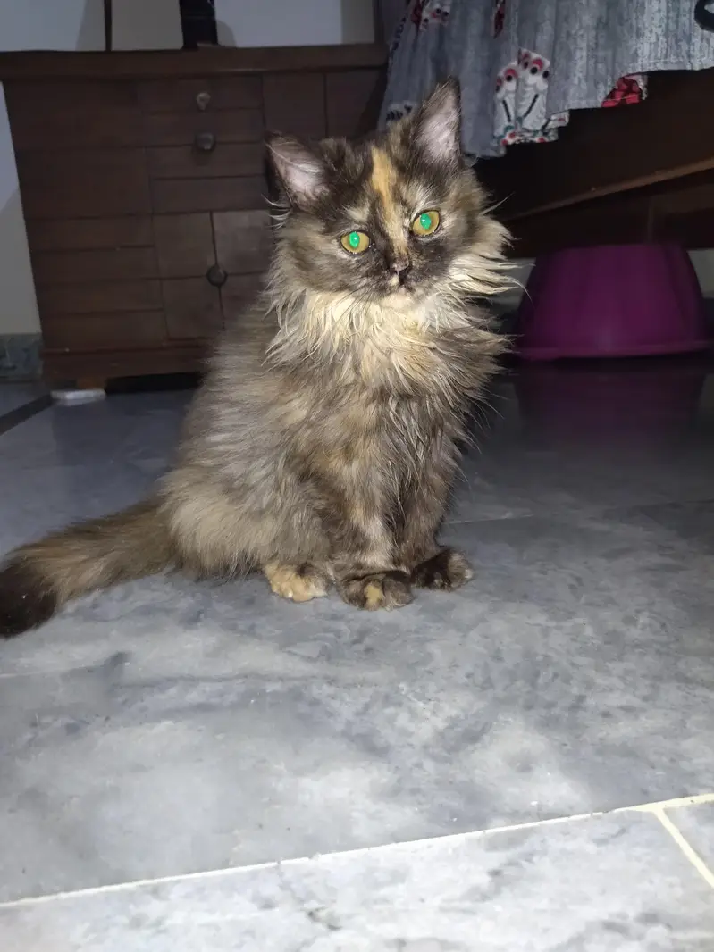 persian fluffy triple coat cat — photo 2