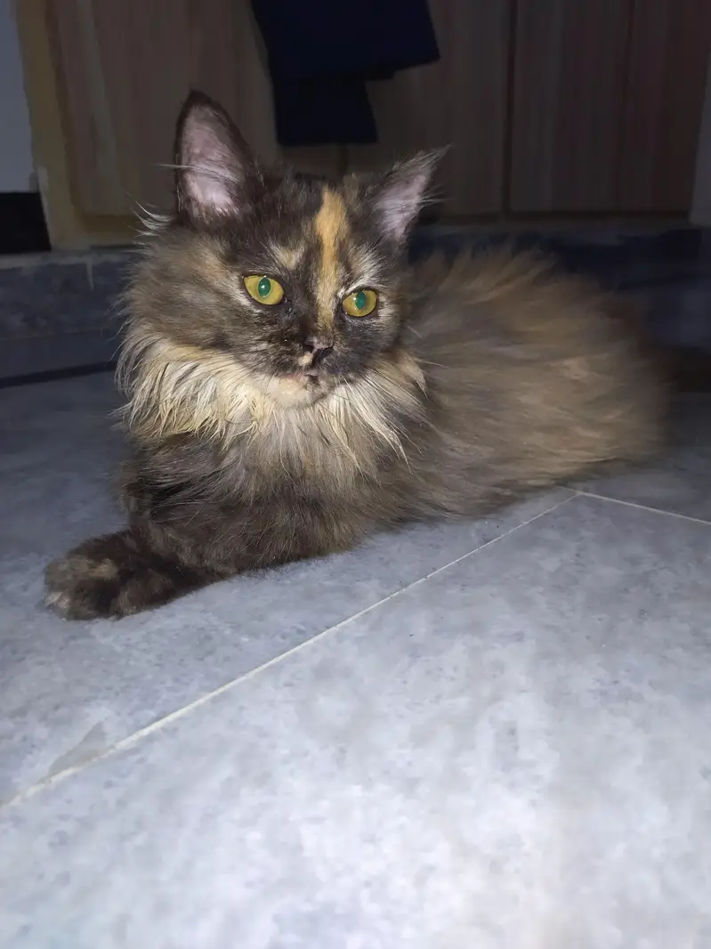 persian fluffy triple coat cat — photo 3