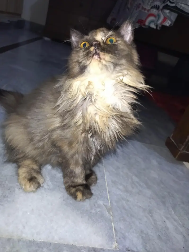 persian fluffy triple coat cat — photo 4