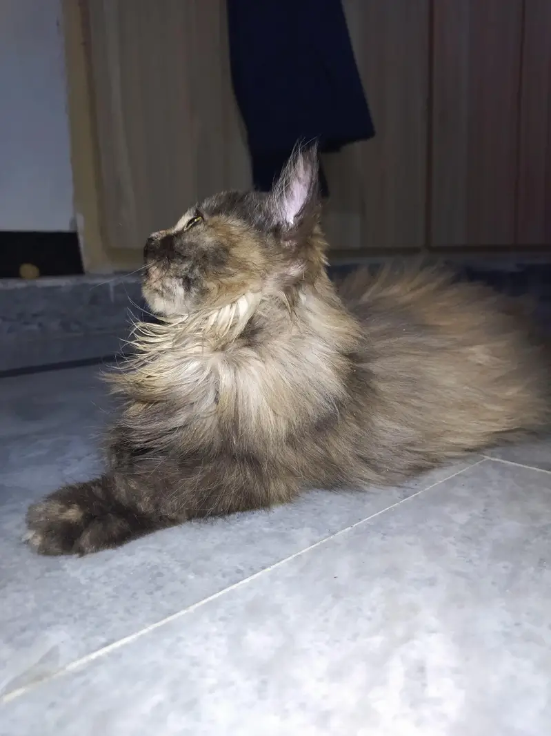 persian fluffy triple coat cat — photo 5
