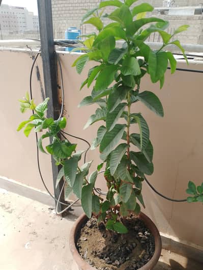 3 different plants