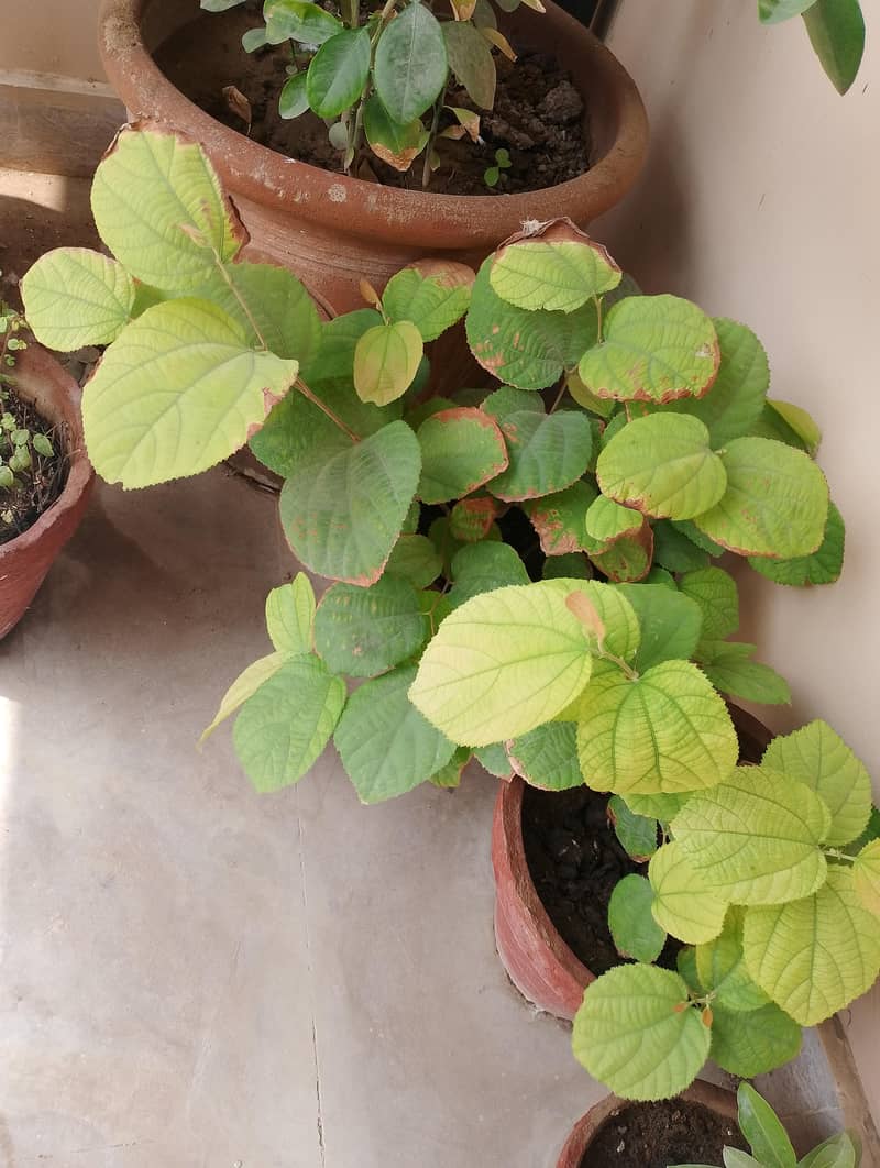 3 different plants ( amrood, lemon, falsa ) 1