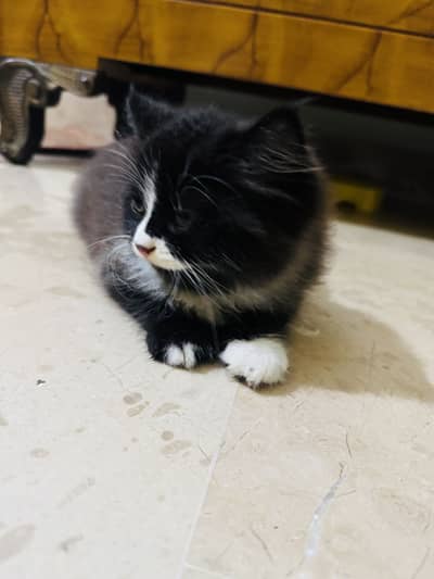 Persian kitten