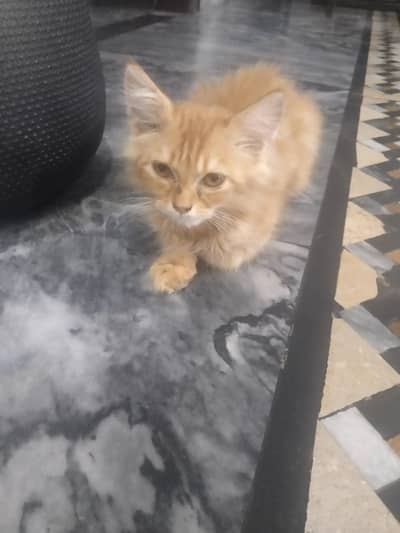 cute doll face Persian kitten. . .