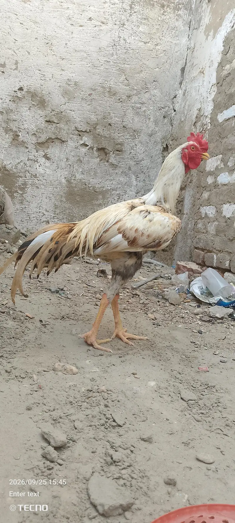 aseel — photo 3