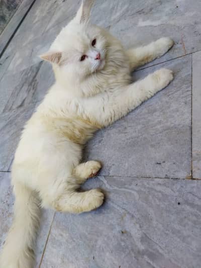 persian cat  | Triple Coated | White Fluffy cat for sale