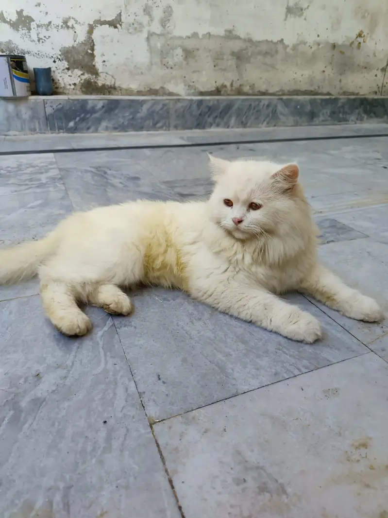 persian cat  | Triple Coated | White Fluffy cat for sale — photo 2