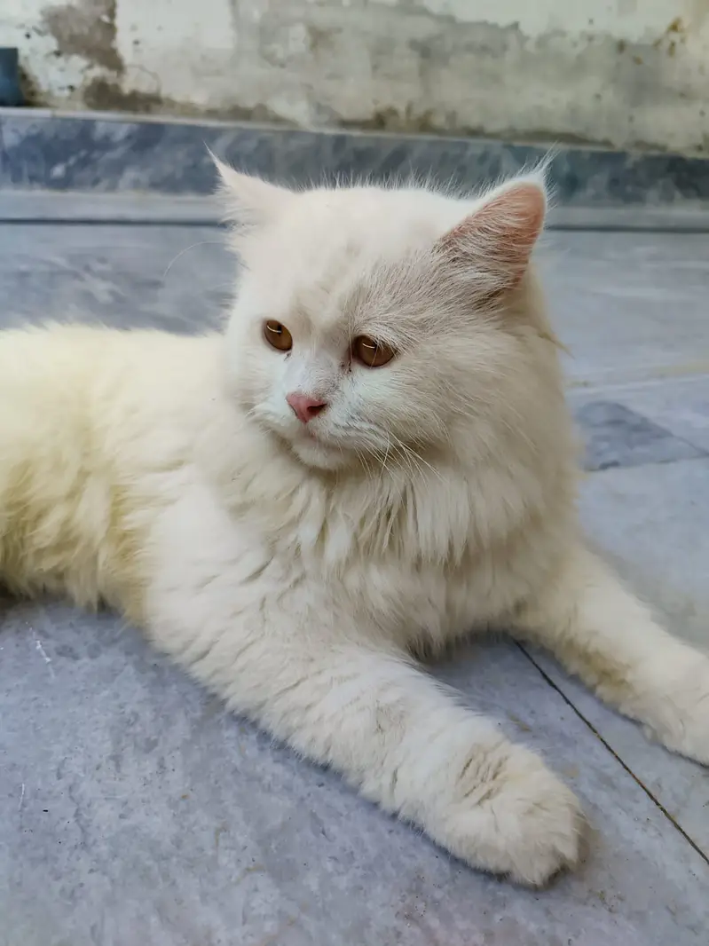 persian cat  | Triple Coated | White Fluffy cat for sale — photo 3