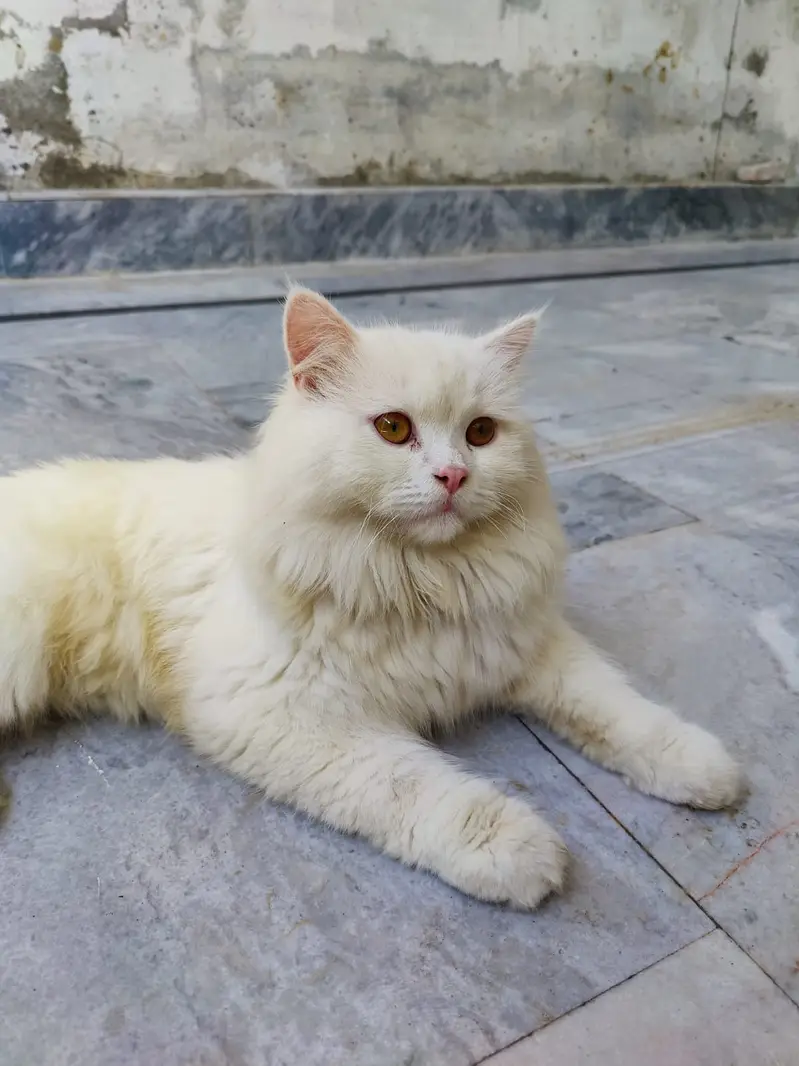 persian cat  | Triple Coated | White Fluffy cat for sale — photo 4