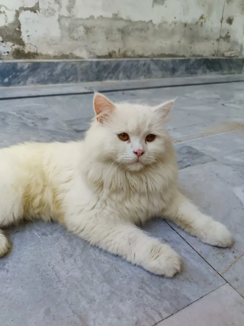 persian cat  | Triple Coated | White Fluffy cat for sale — photo 5