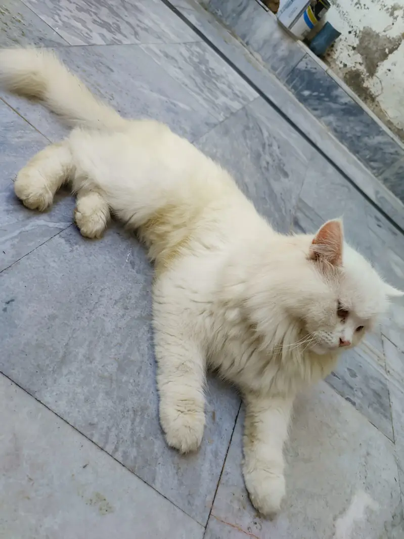 persian cat  | Triple Coated | White Fluffy cat for sale — photo 6