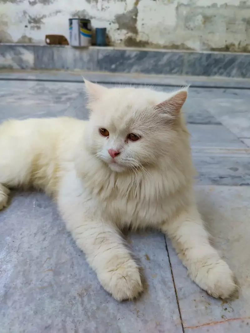 persian cat  | Triple Coated | White Fluffy cat for sale — photo 7