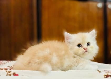 Adorable Kittens
