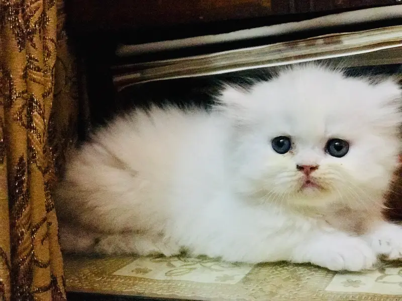 Adorable Kittens — photo 3