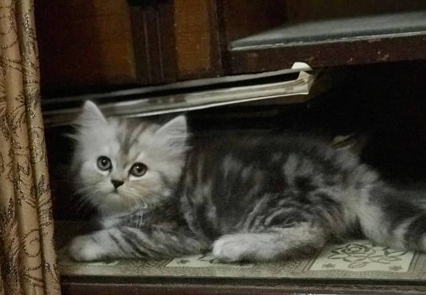Adorable Kittens 3
