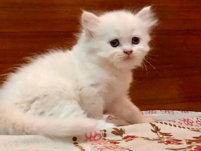 Adorable Kittens — photo 5