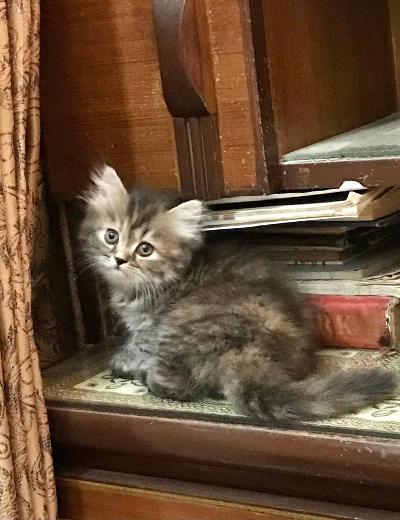 Adorable Kittens 5
