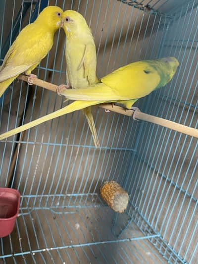 1 red eye pair 1 black eye male with red eye female
