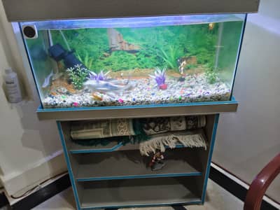 Fish Aquarium with fishes  and asseories