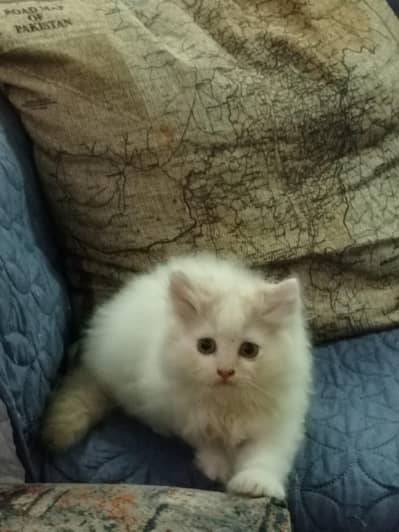 playful kittens