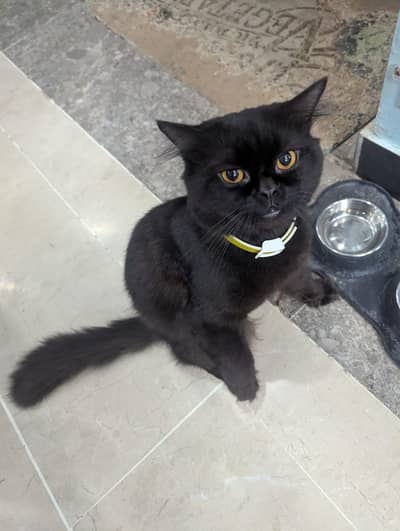 Persian British punch face piki face kitten cat pair available