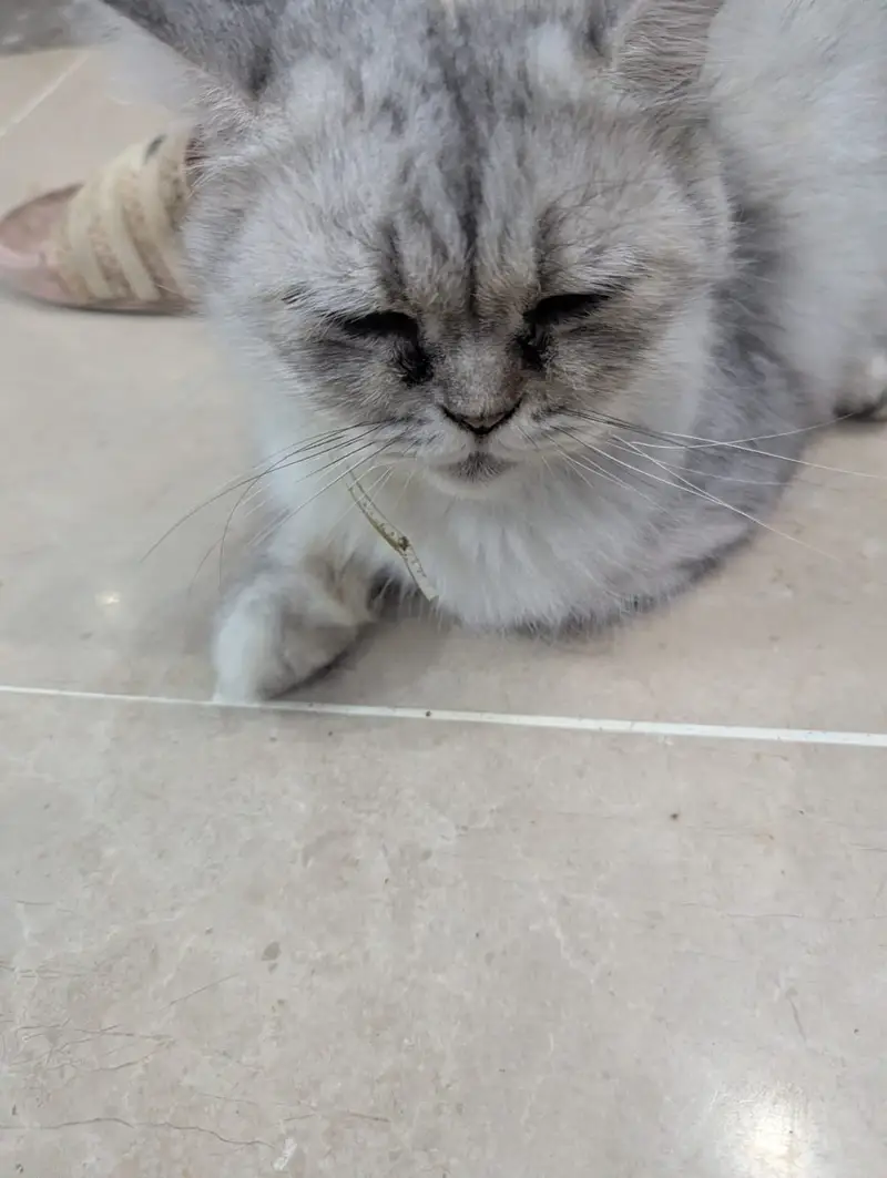 Persian British punch face piki face kitten cat pair available — photo 2