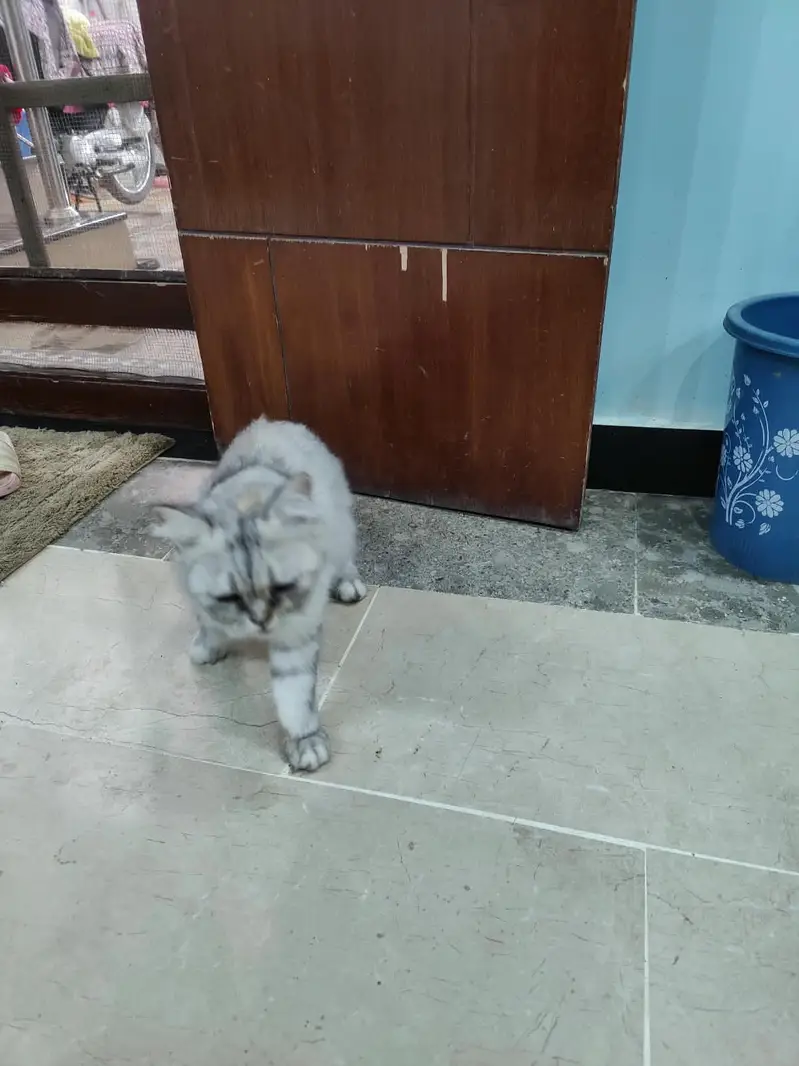 Persian British punch face piki face kitten cat pair available — photo 3