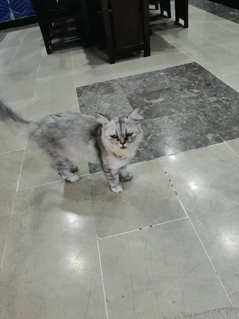 Persian British punch face piki face kitten cat pair available — photo 4