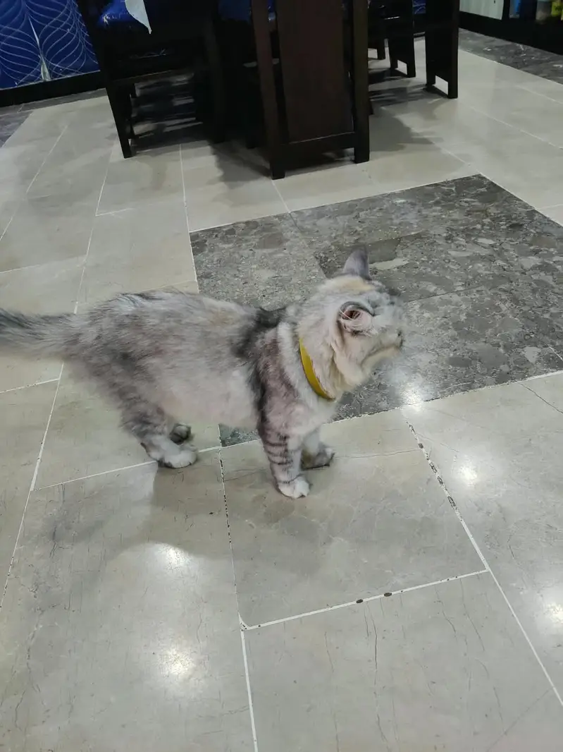 Persian British punch face piki face kitten cat pair available — photo 5