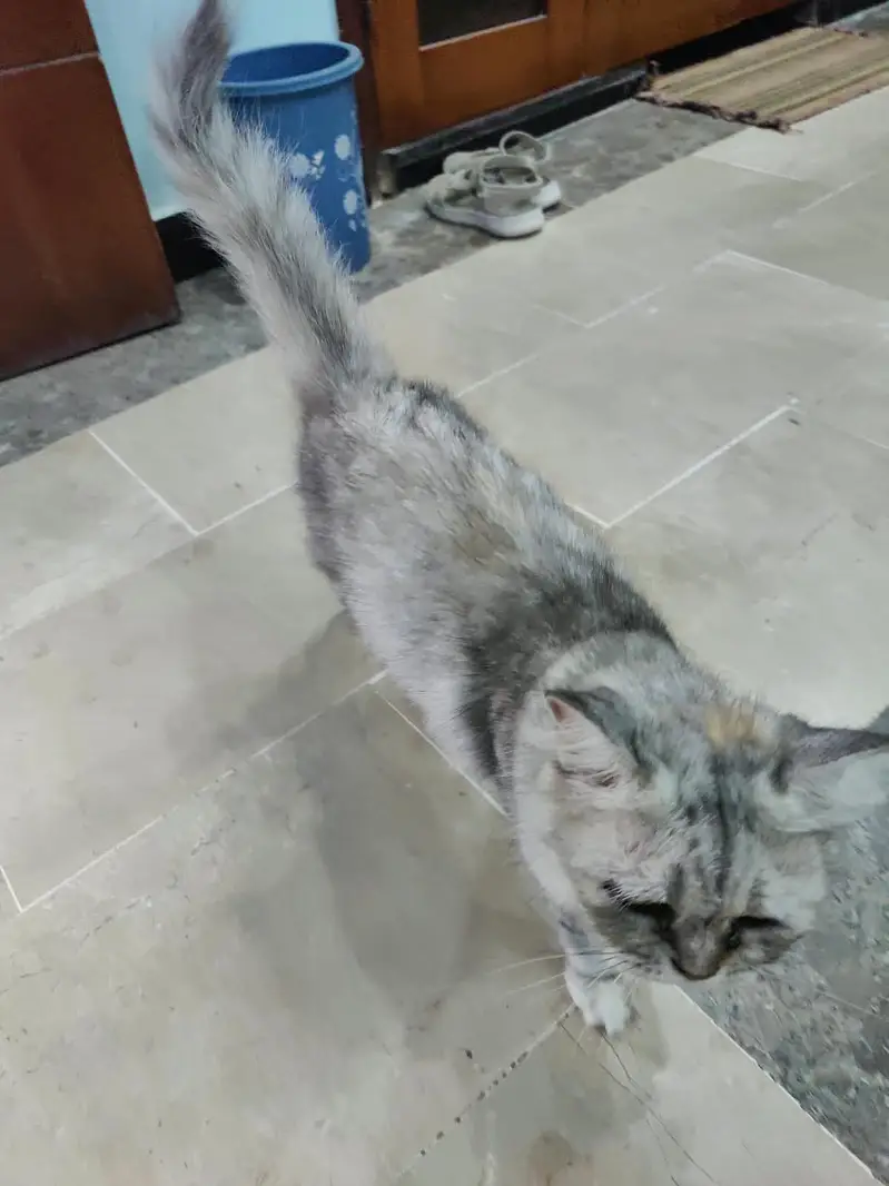Persian British punch face piki face kitten cat pair available — photo 6