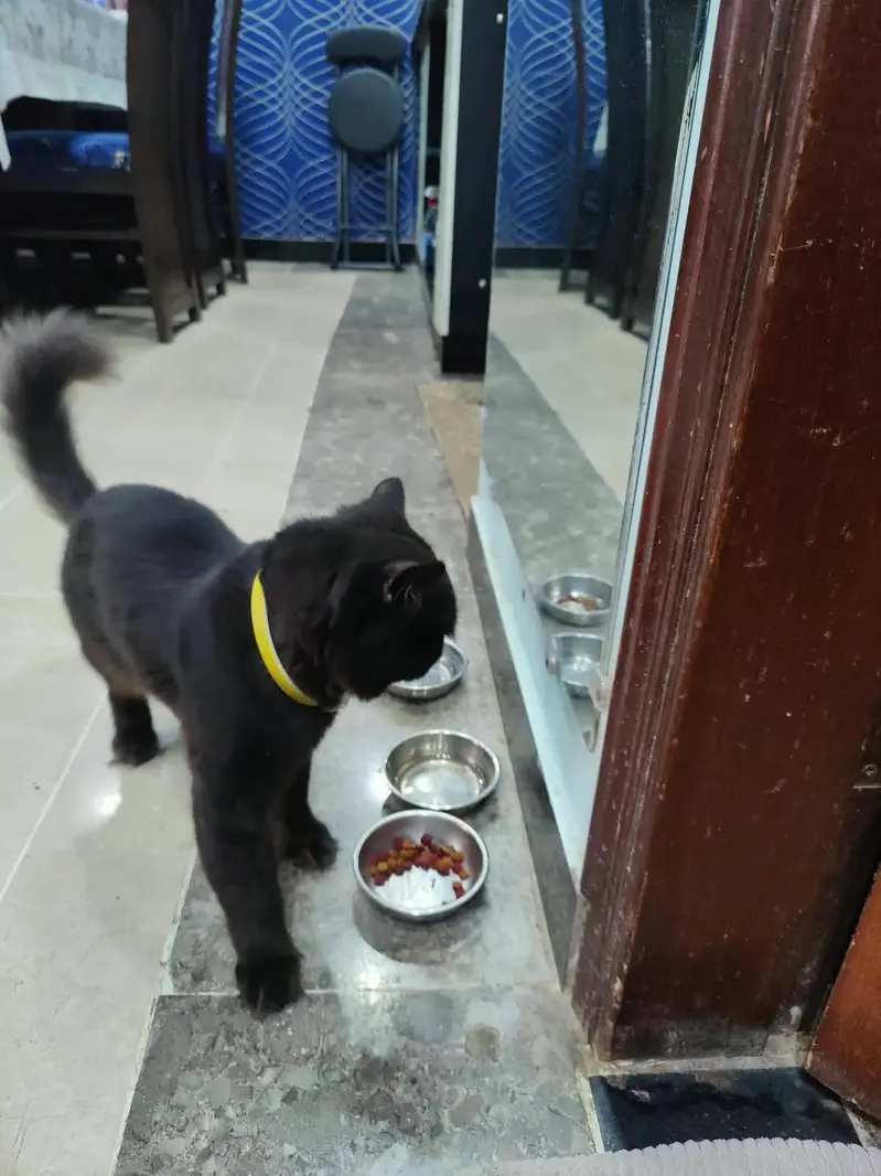 Persian British punch face piki face kitten cat pair available — photo 9