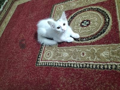 Two coat Persian