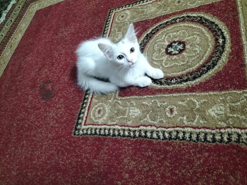 Two coat Persian 0