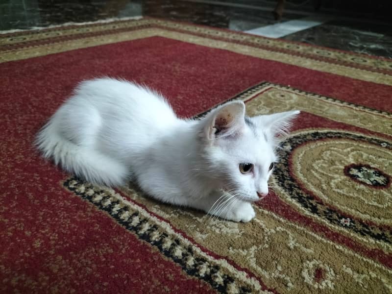 Two coat Persian 1