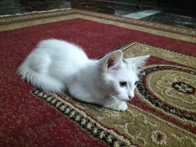 Two coat Persian — photo 2