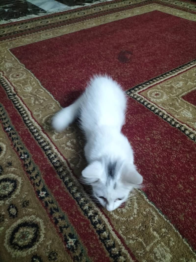 Two coat Persian 2