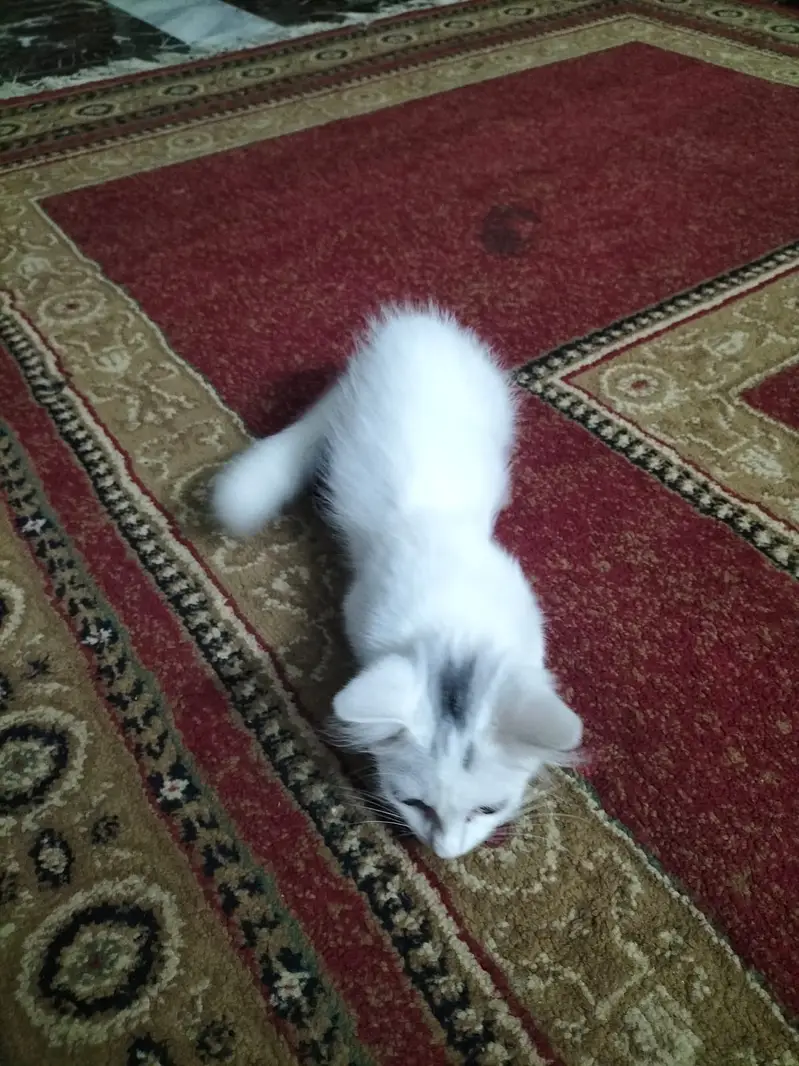 Two coat Persian — photo 3