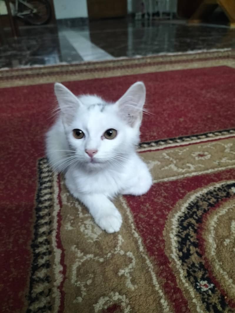 Two coat Persian 3