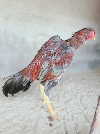 pure Sindhi mianwali aseel murga