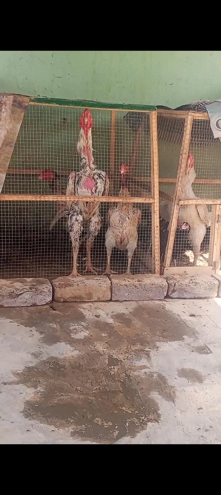 Pure Shamo Aseel Murga Murgi Patha Pathi Available 03098573144 — photo 2
